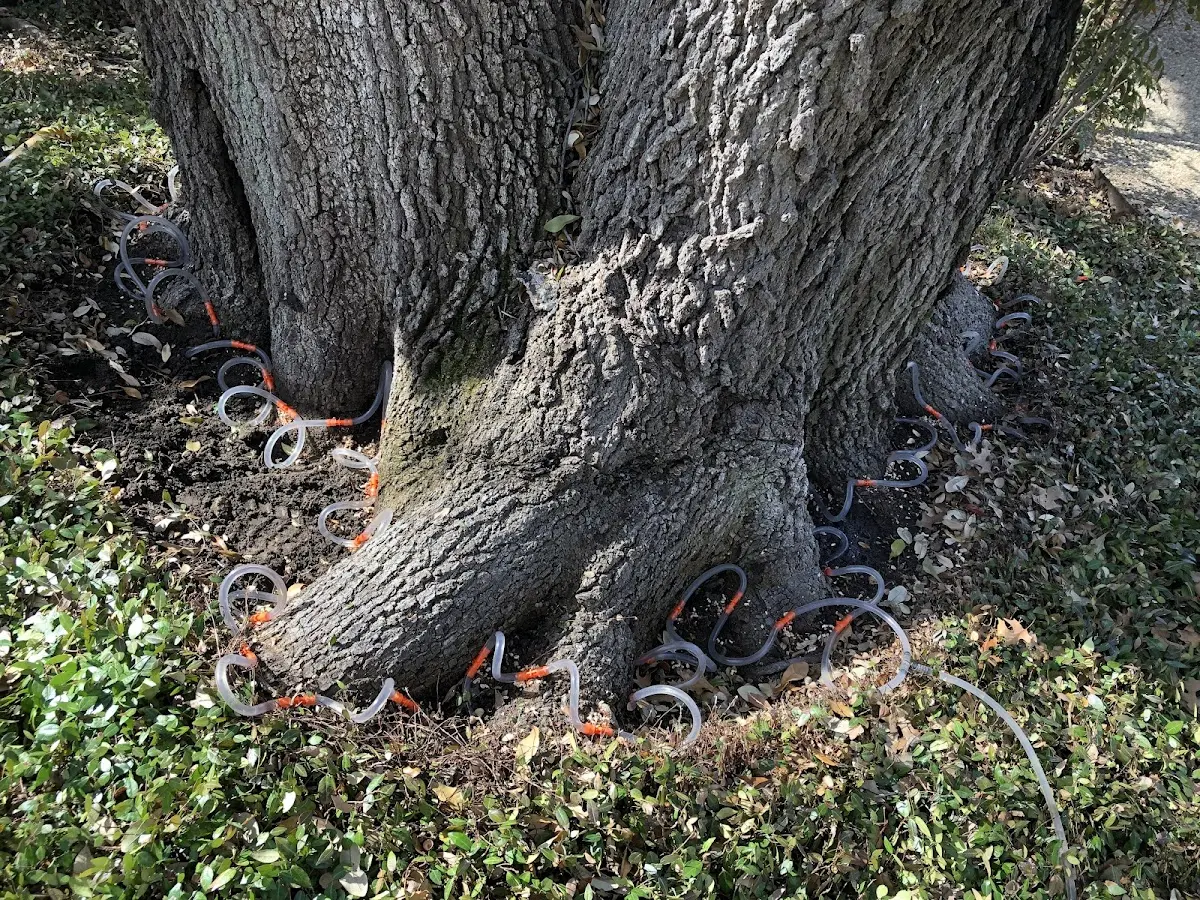 Detailed Tree Cabling and Bracing job site in Southwest