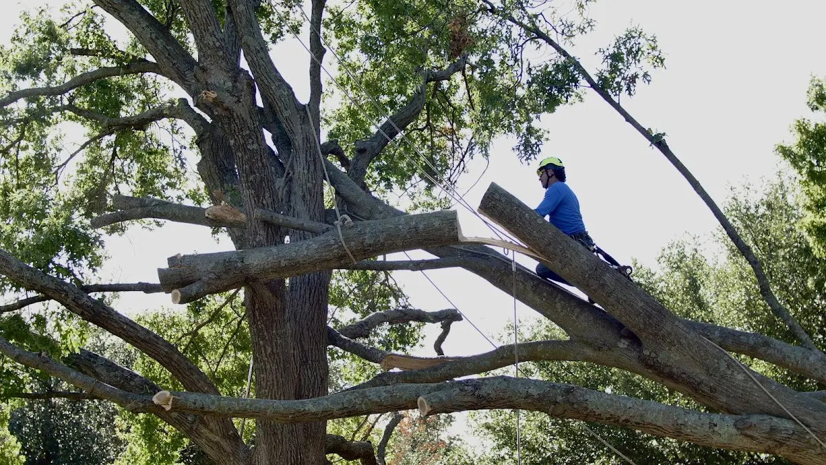 Professional Crown Thinning performed by certified arborists in Southwest